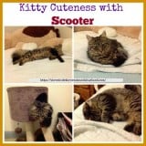 kitty cuteness with scooter