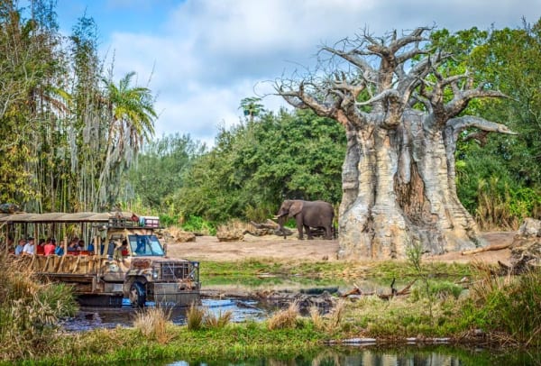 Kilimanjaro Safari in Disney World's Animal Kingdom