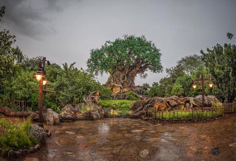 Rain at Disneys Animal Kingdom